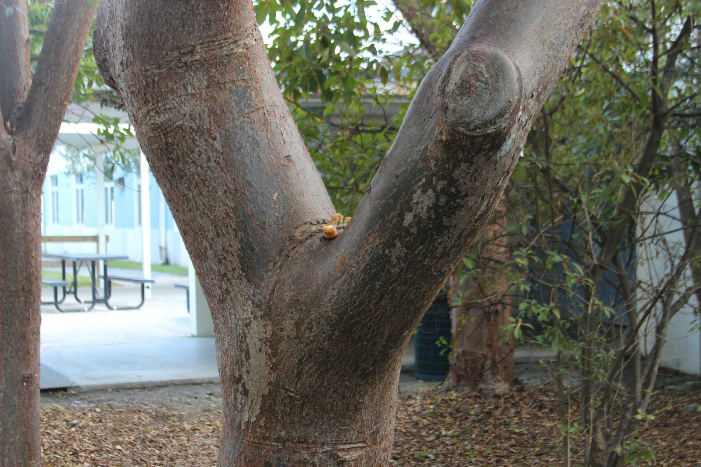 What's missing from the beautiful trees in Palmetto. chicken bones, of course.