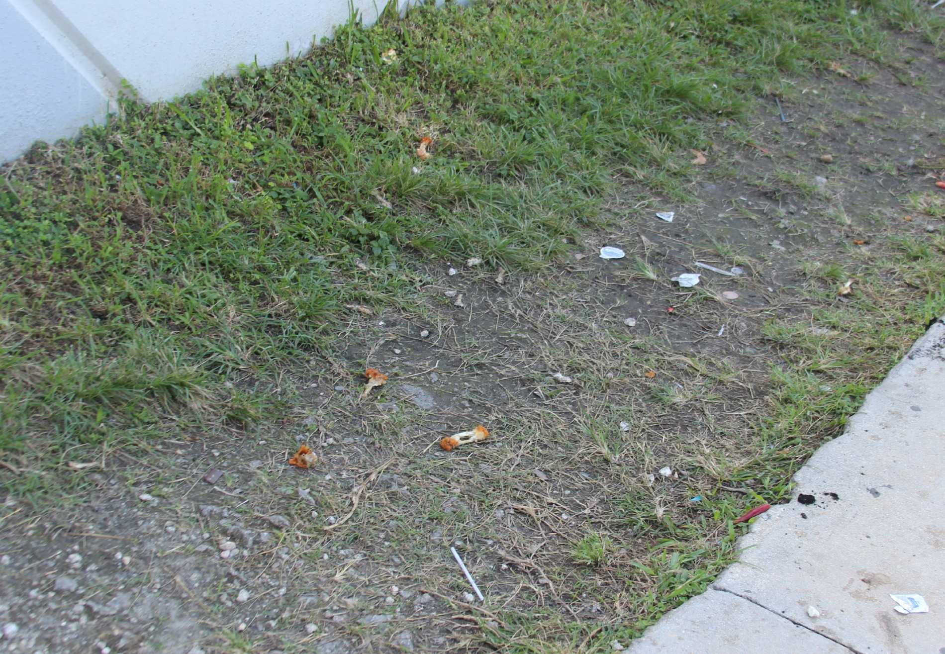 Contrary to popular opinion, if you plant a chicken bone, a chicken will not grow.