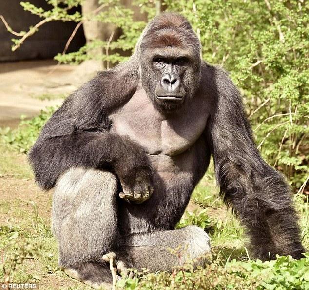 Cincinnati zoo calls for an end to Harambe memes