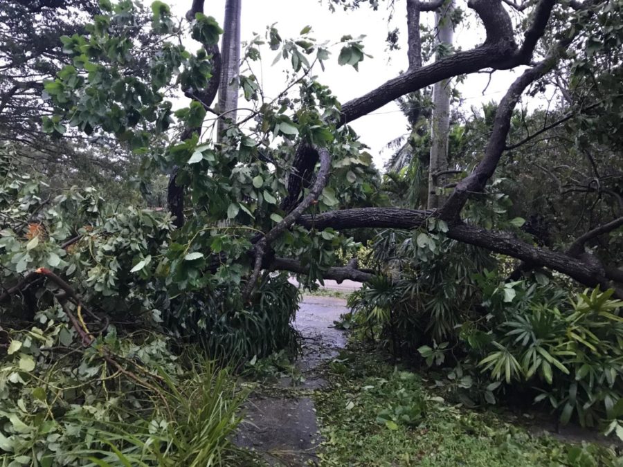 After Irma: Power Struggle