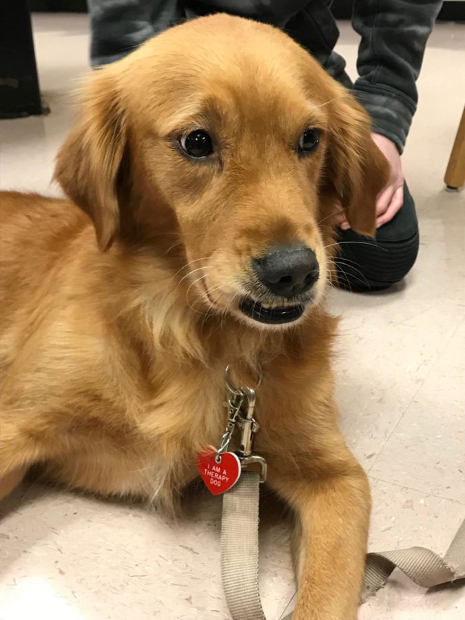 Therapy Dogs Visit Palmetto