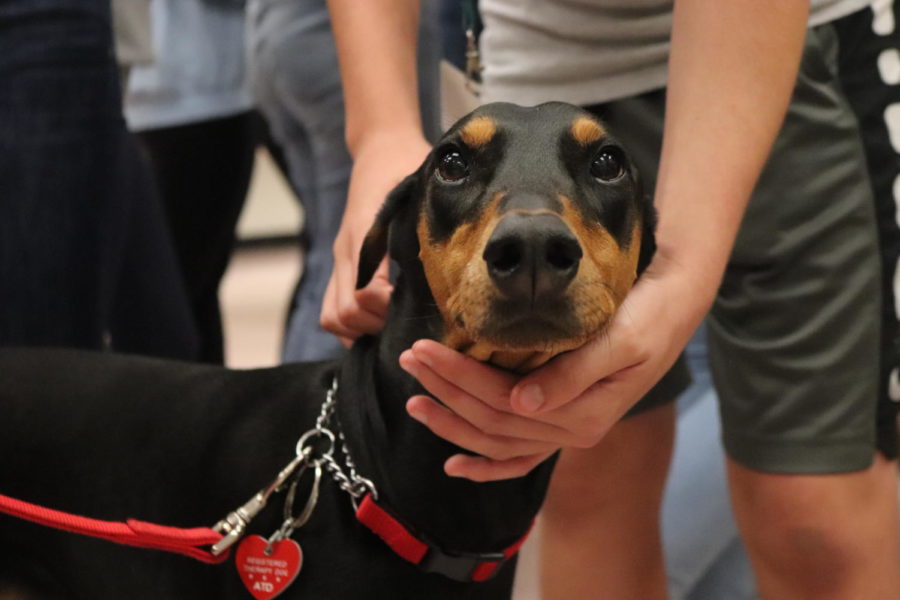 Palmetto Welcomes Therapy Dogs