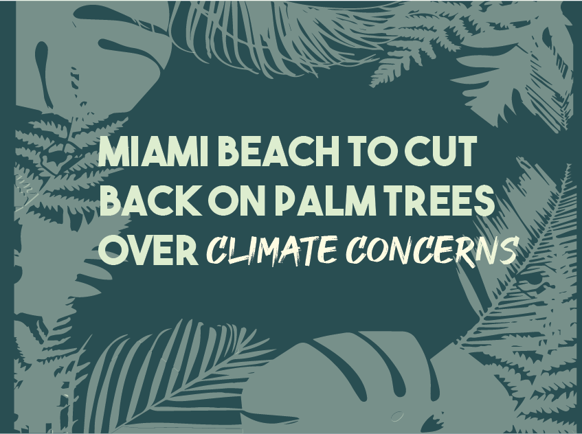 Miami Beach to Cut Back on Palm Trees Over Climate Concerns