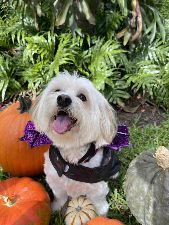 Miami pup dressed up as a bat for halloween.