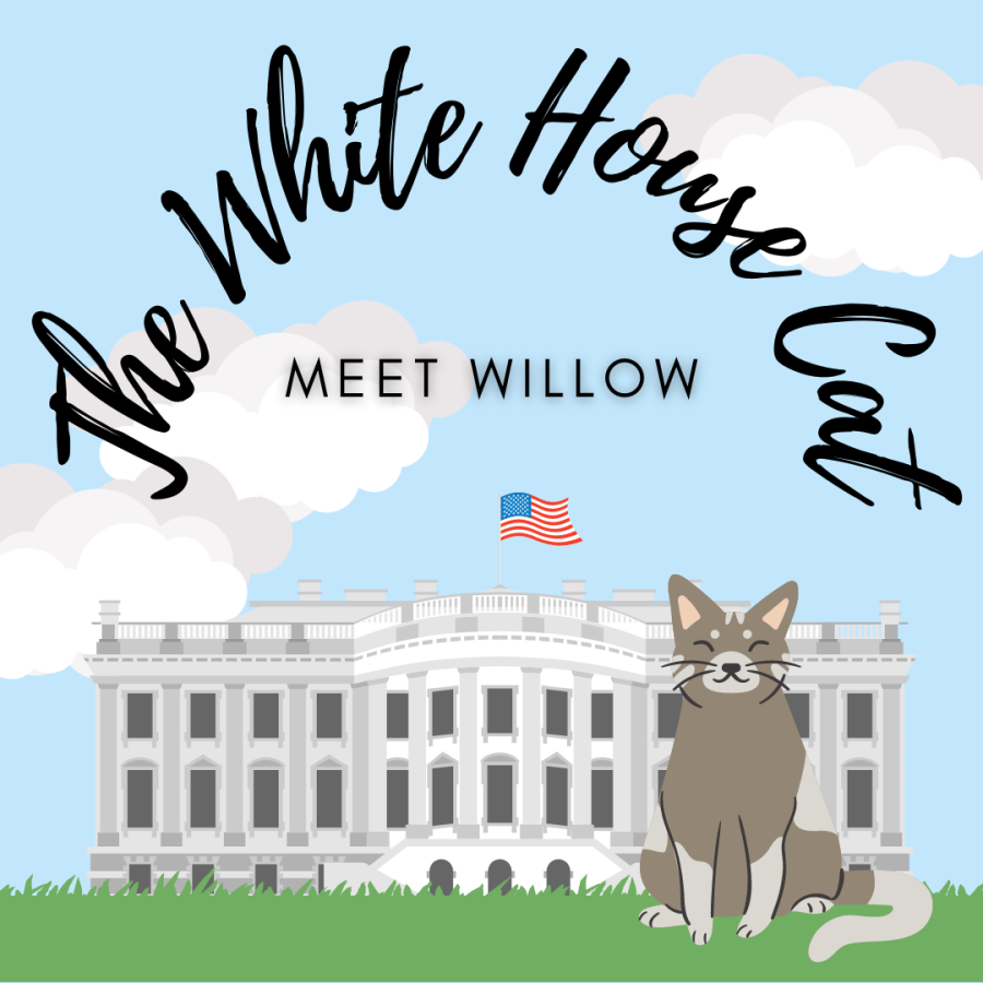 The White House Cat: Meet Willow
