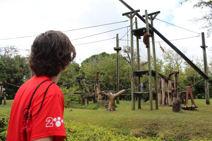 Nicholas Brownstein (12) gazes at the Bornean Orangutan.