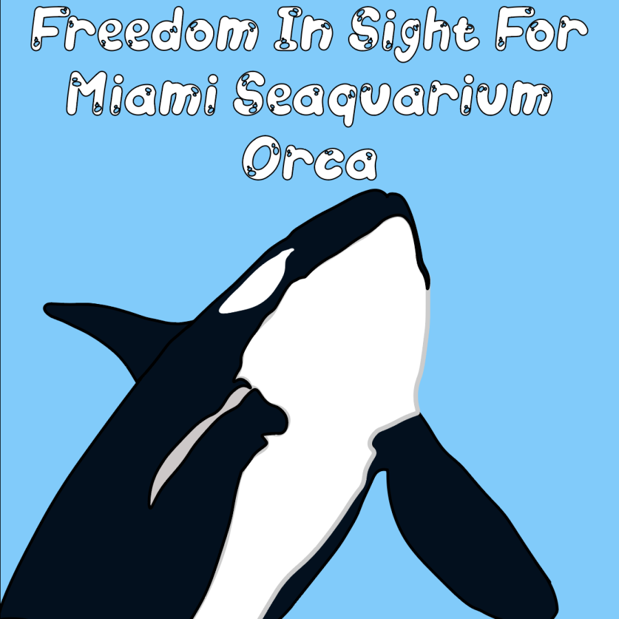 Freedom+in+Sight+for+Miami+Seaquarium+Orca
