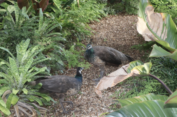 A Peacock Predicament: Pinecrest to Treat Rising Peacock Populations with Vasectomies