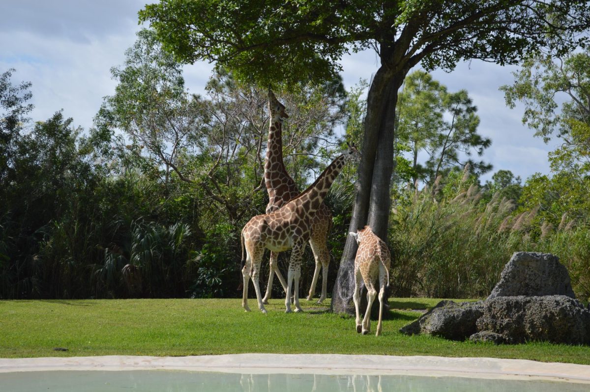 “I fed a giraffe named Zuri. She was so fun and so sweet. I really love animals so that was just a really fun experience for me and it was something that I did when I was a kid,” senior Ava LaPlant said. “It was a lot of fun, and I think it was sentimental just because for me I hadn’t been to the zoo since my kindergarten field trip … I’m there now again because I am now graduating high school.”
