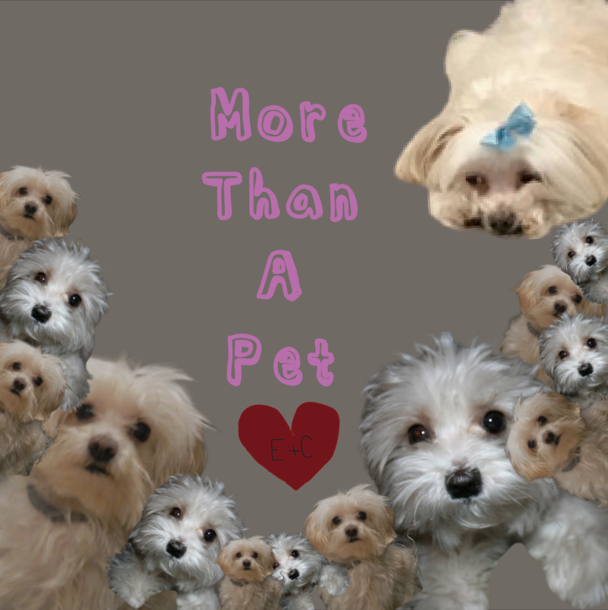 More Than Pet: The Love That Never Leaves